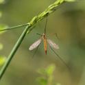 IMG_0663 Tiger Cranefly.JPG